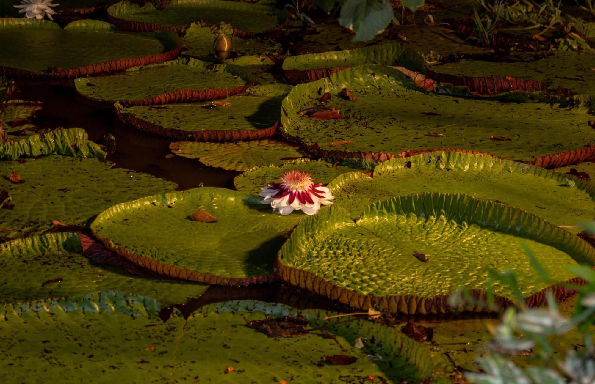 Reserva Natural Natura Park Puerto Narino Exterior photo