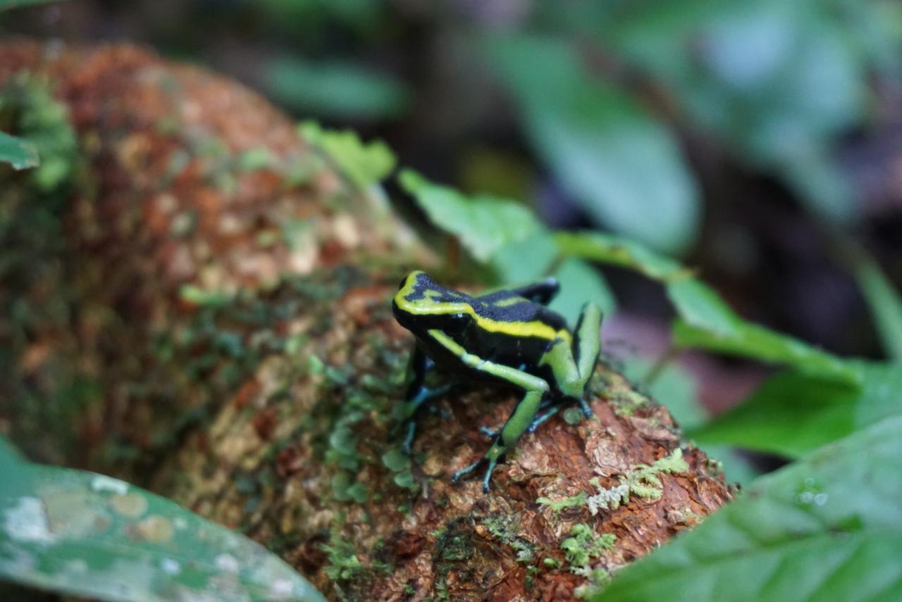 Reserva Natural Natura Park Puerto Narino Exterior photo